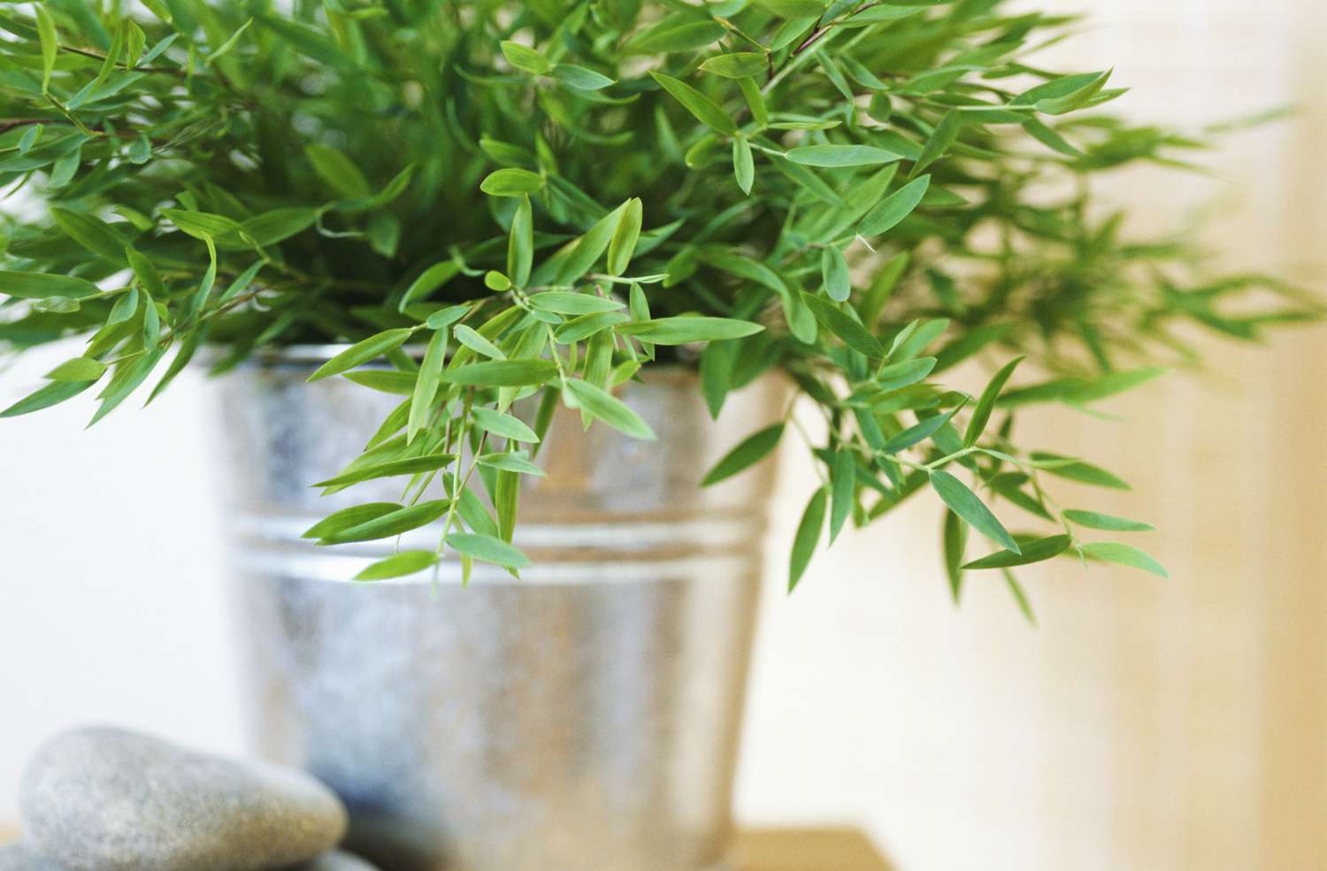 Tarragon growing on windowsill