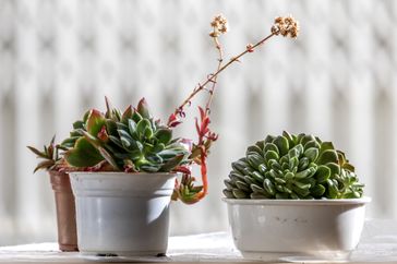 Succulent plants in pots on a surface one with flowering stems