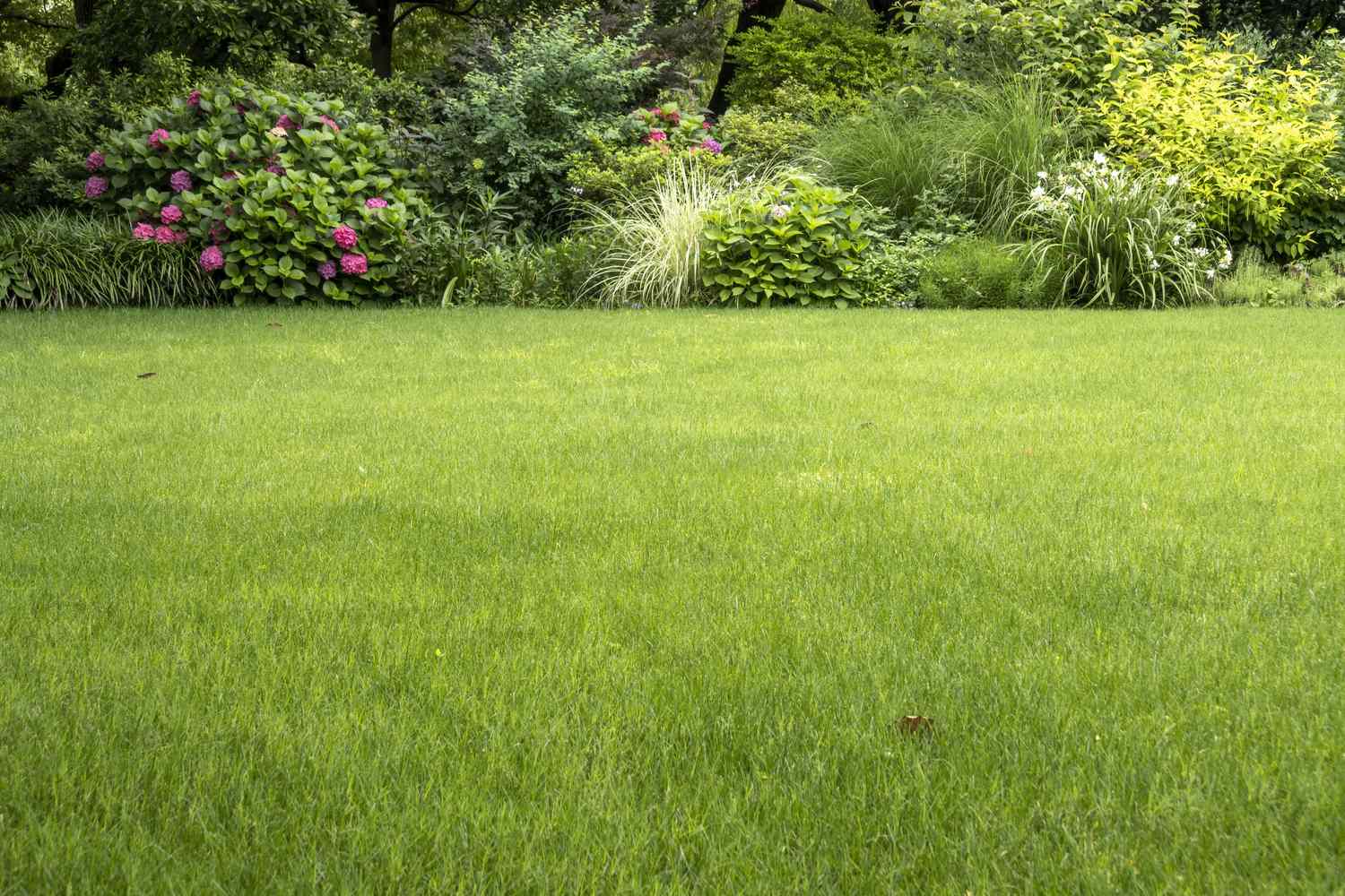 Green lawn with a background of shrubs and flowers in a garden