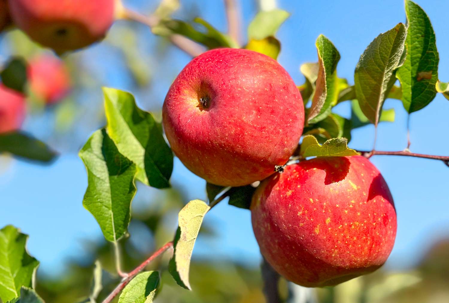 Two apples hanging on a tree branch with green leaves