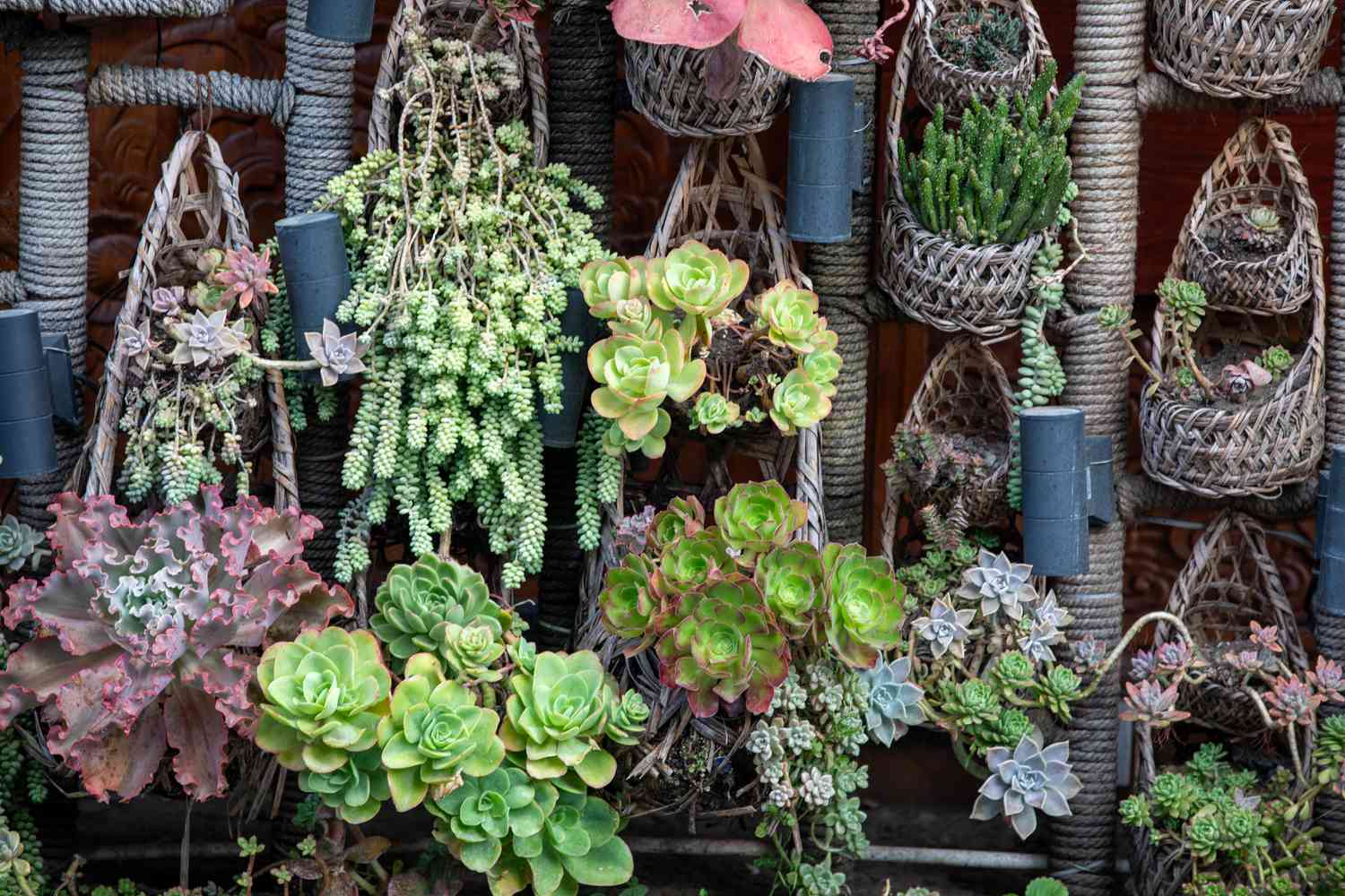 Succulents hanging from baskets