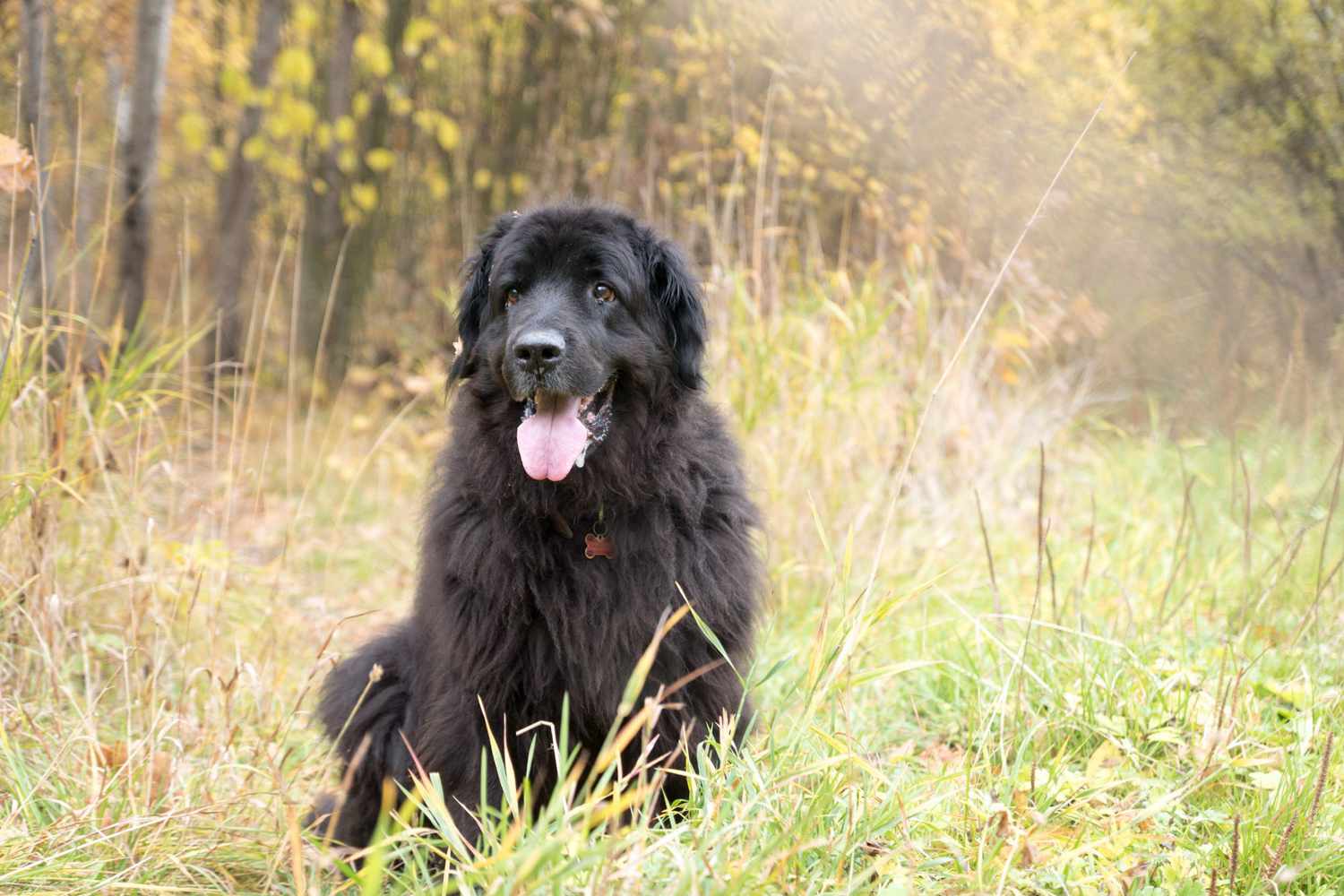 Newfoundland dog