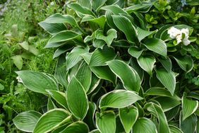 A cluster of variegated hosta plants with foliage