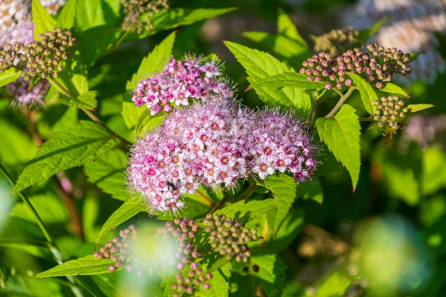 japanese spirea