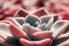 Beautiful pink echeveria