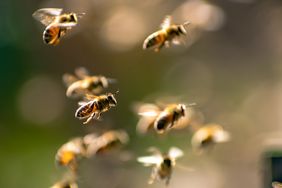 A group of bees flying with a blurred natural background