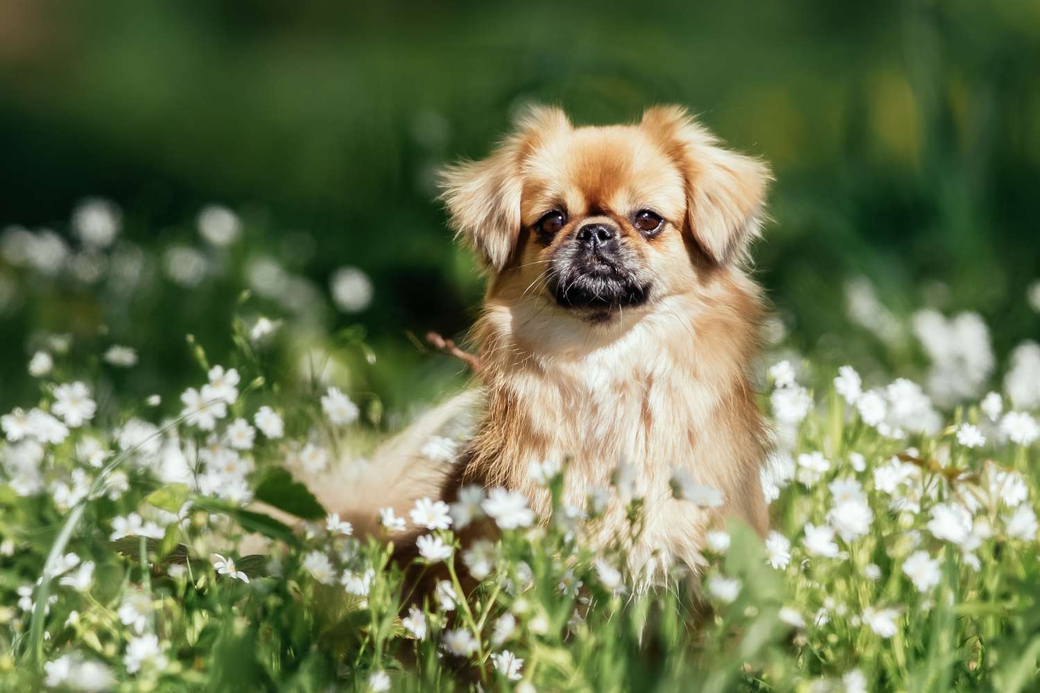 Tibetan Spaniel dog 