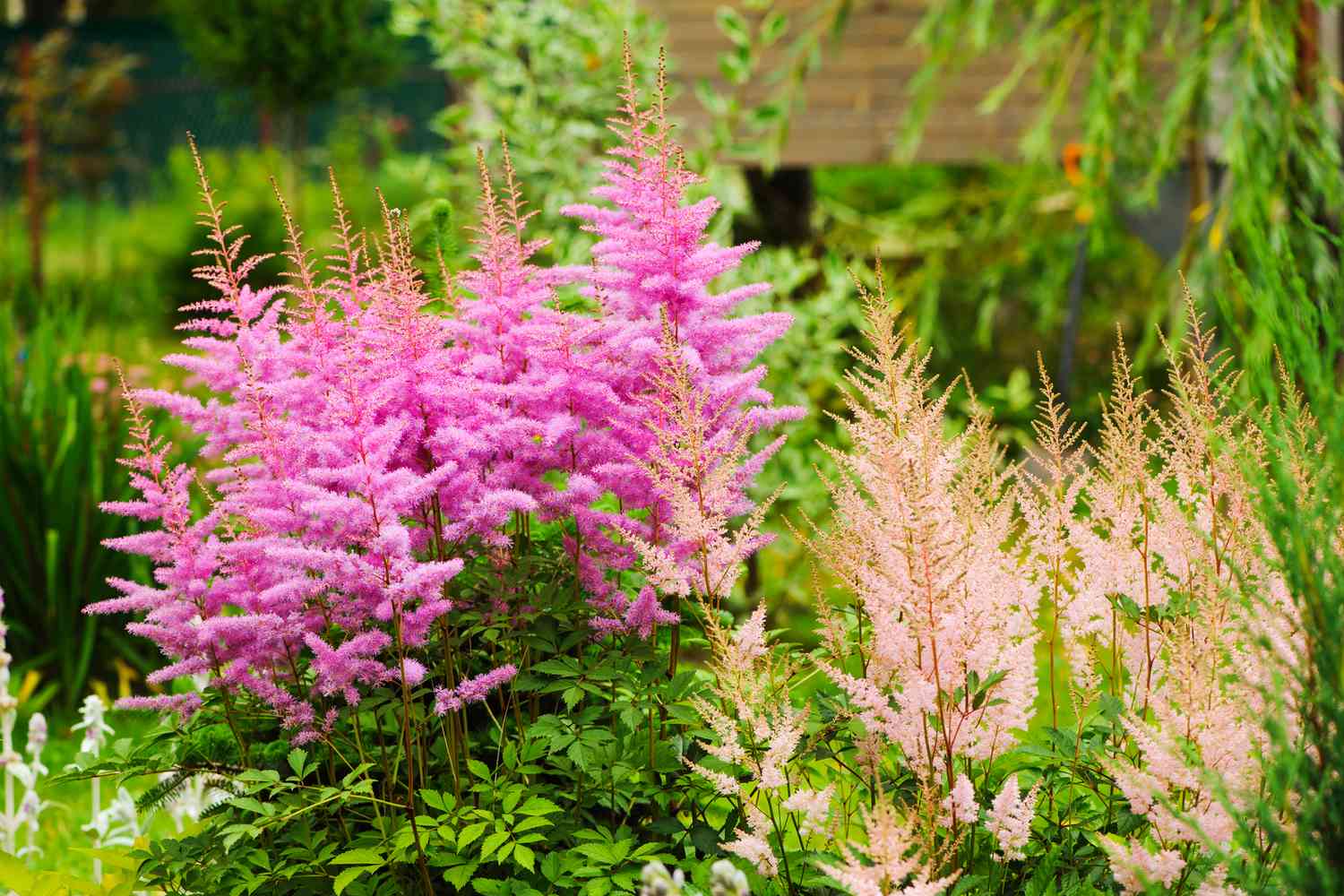 Pink Astilbe