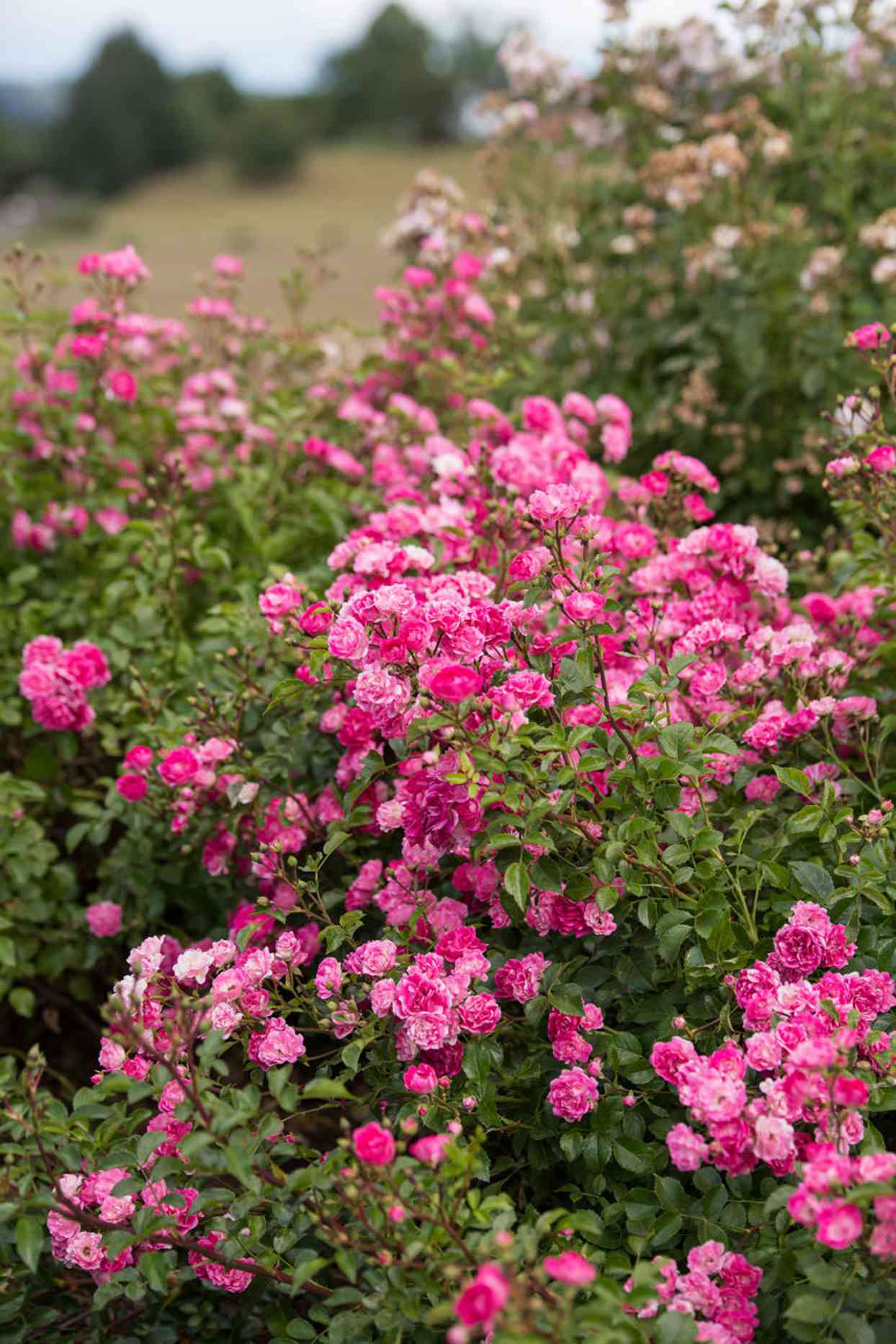 Pink rose bush
