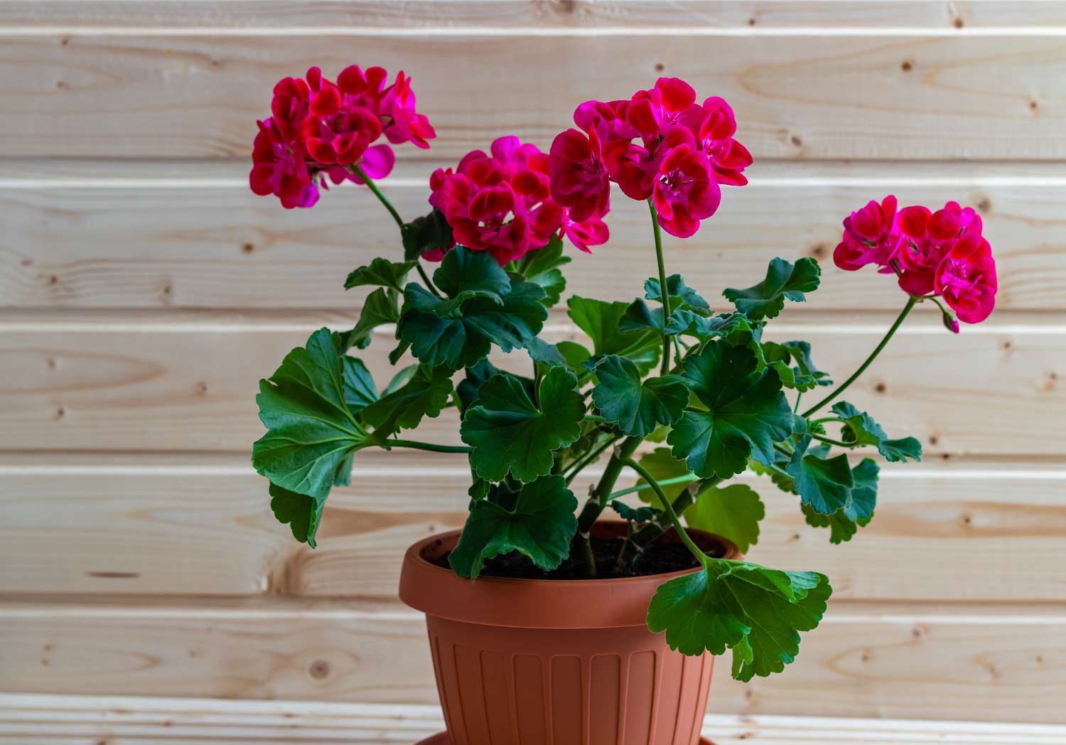 Brown pot with a geranium with pink flowers, beautifully contrasted with the green of the leaves, photographed in the house on the wooden floor