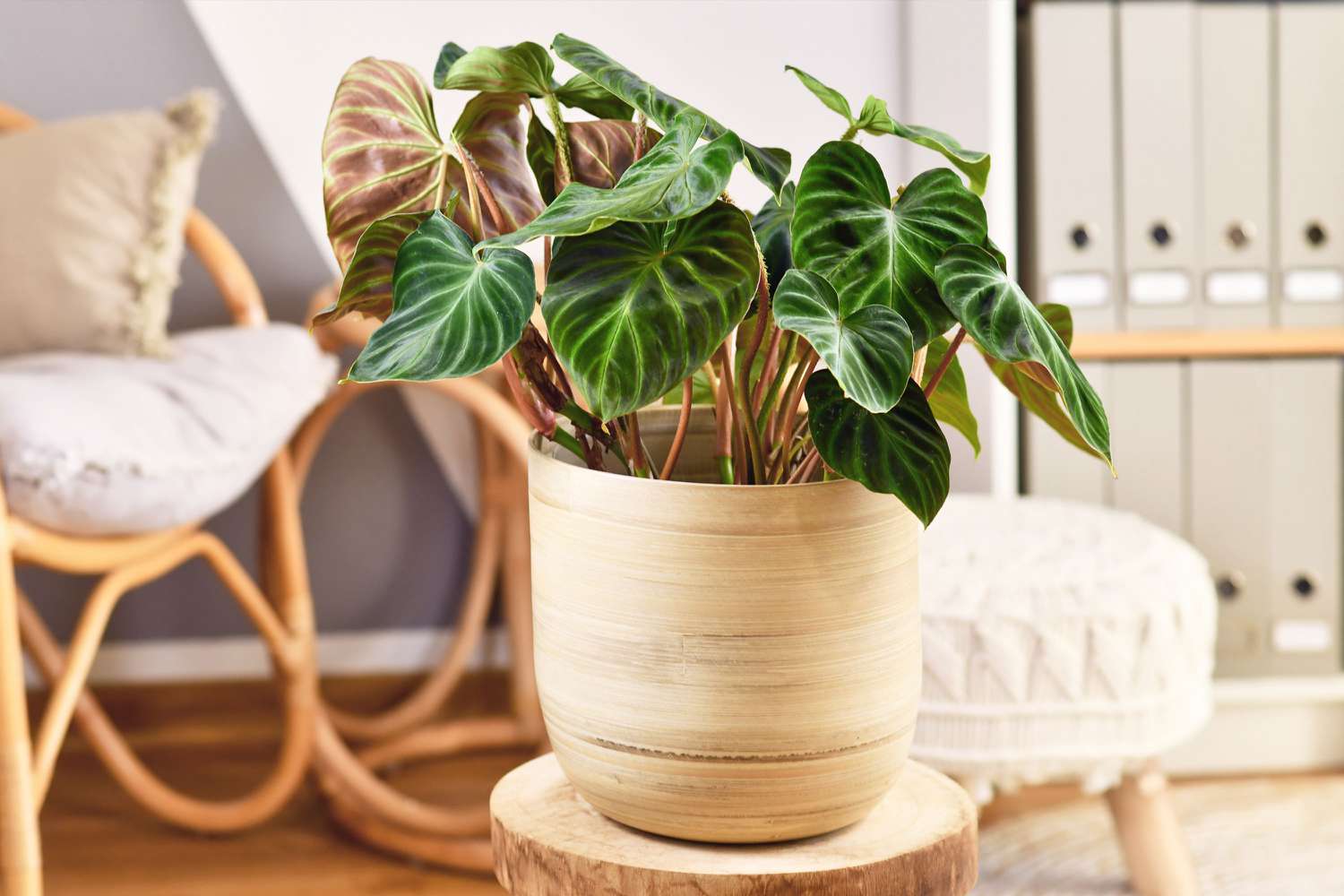 Philodendron plant in living room