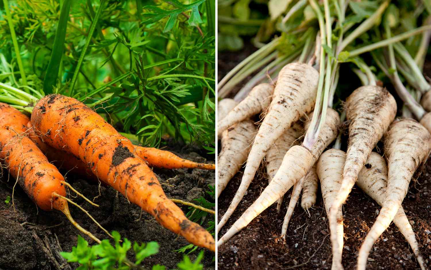 carrots and parsnips growing