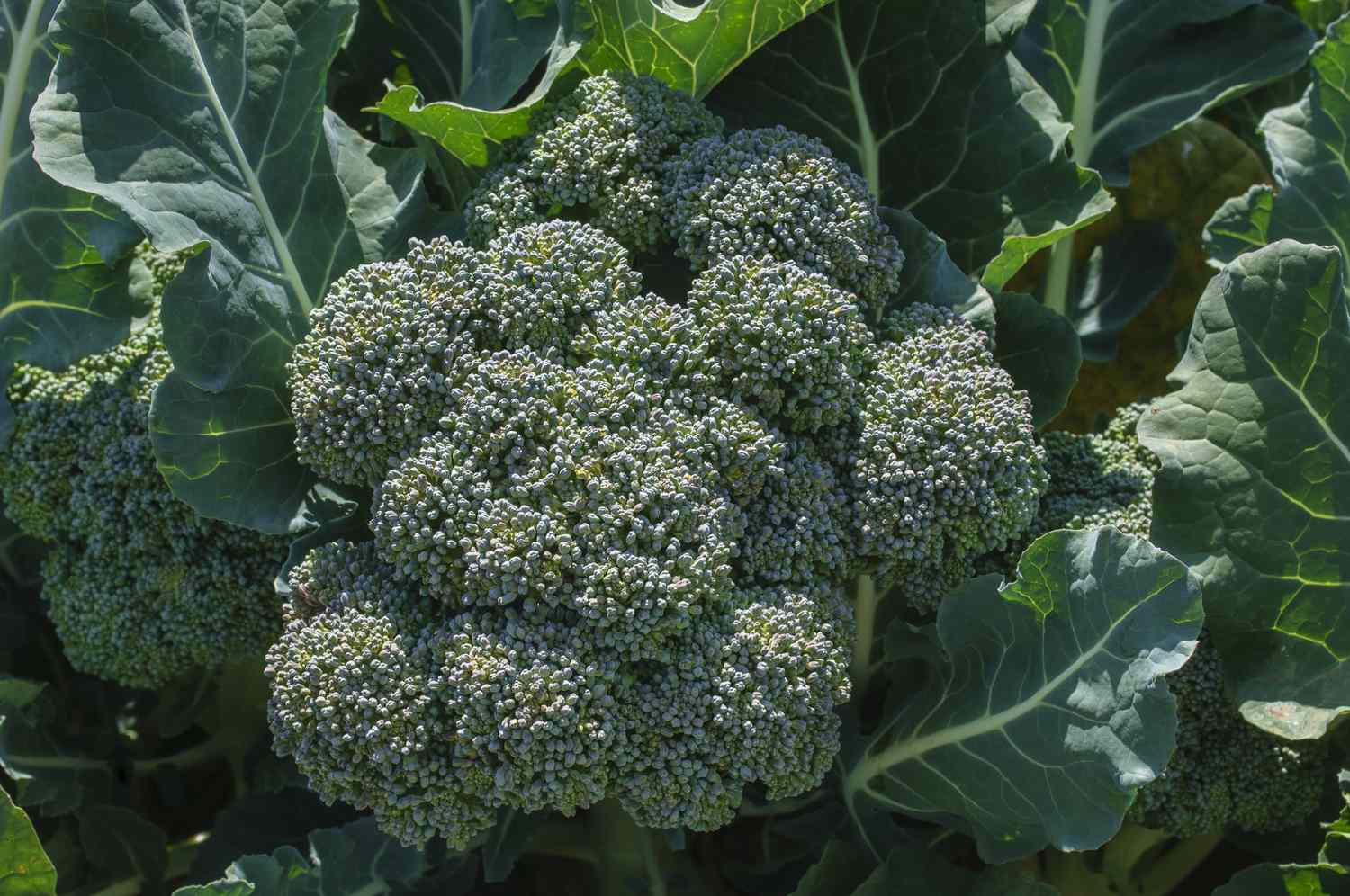 A broccoli plant with green leaves growing outdoors
