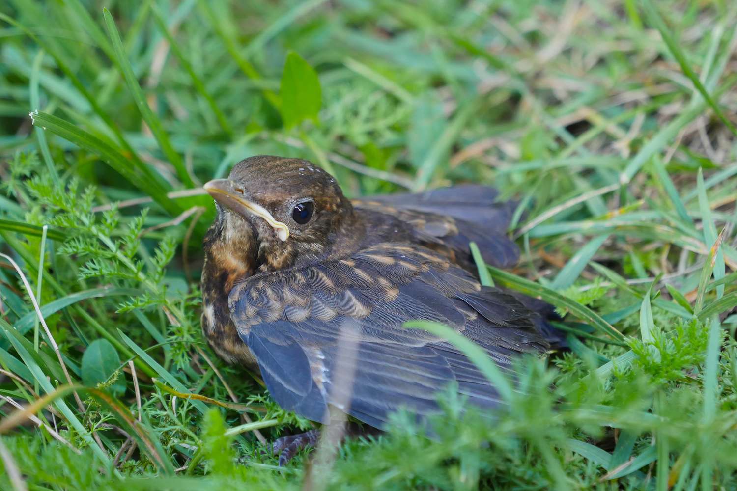 A small bird sitting in the grass