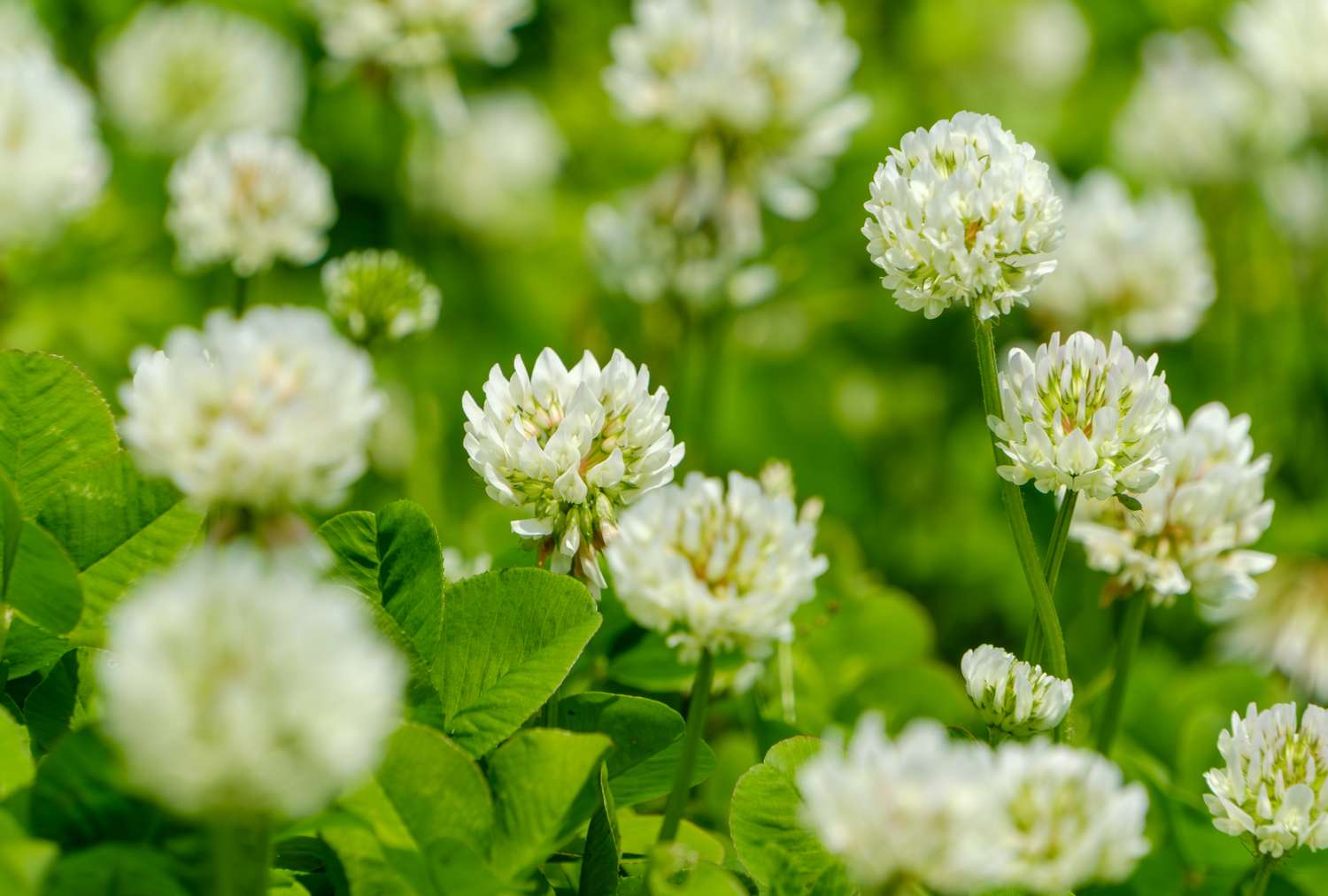 A closeup of white clover flowers and leaves in a grassy area