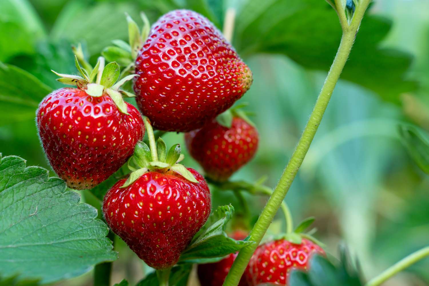 Closeup of ripe strawberries hanging on a plant in a garden