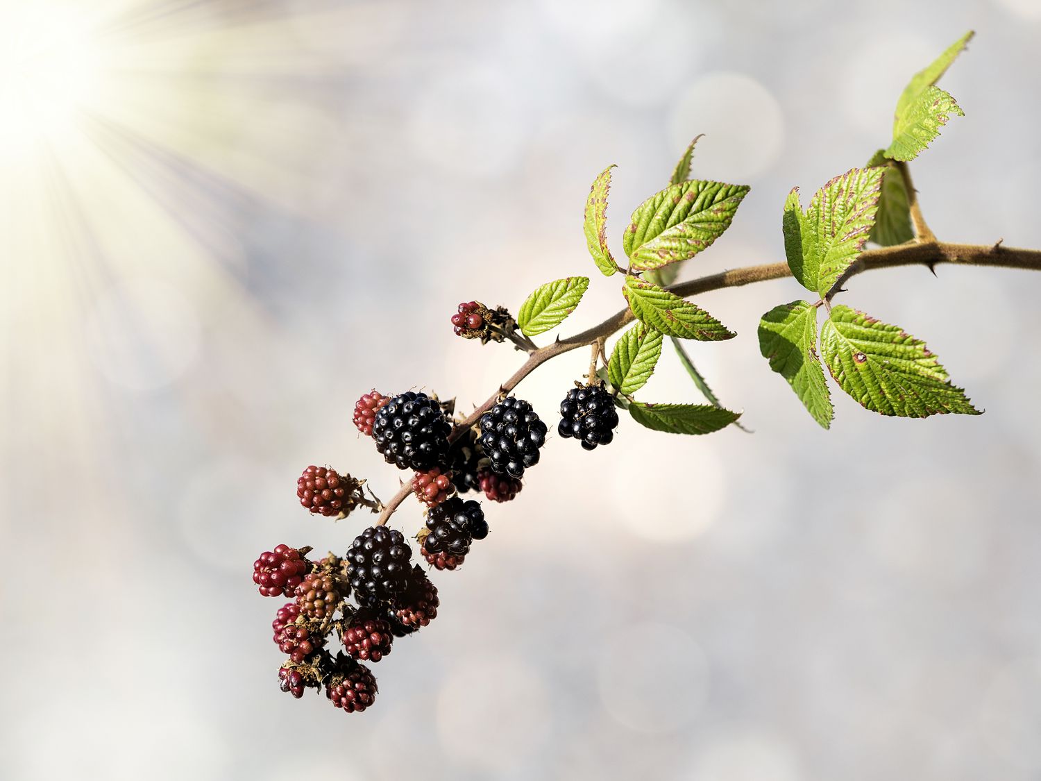 Blackberries