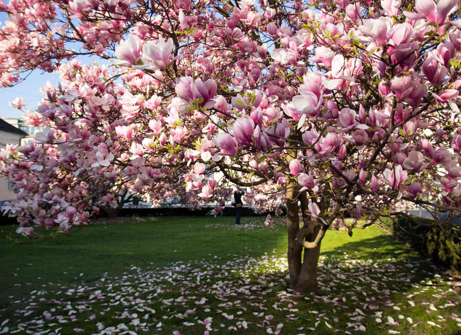 Magnolia tree in bloom