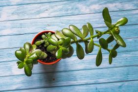 Jade plant with multiple stems