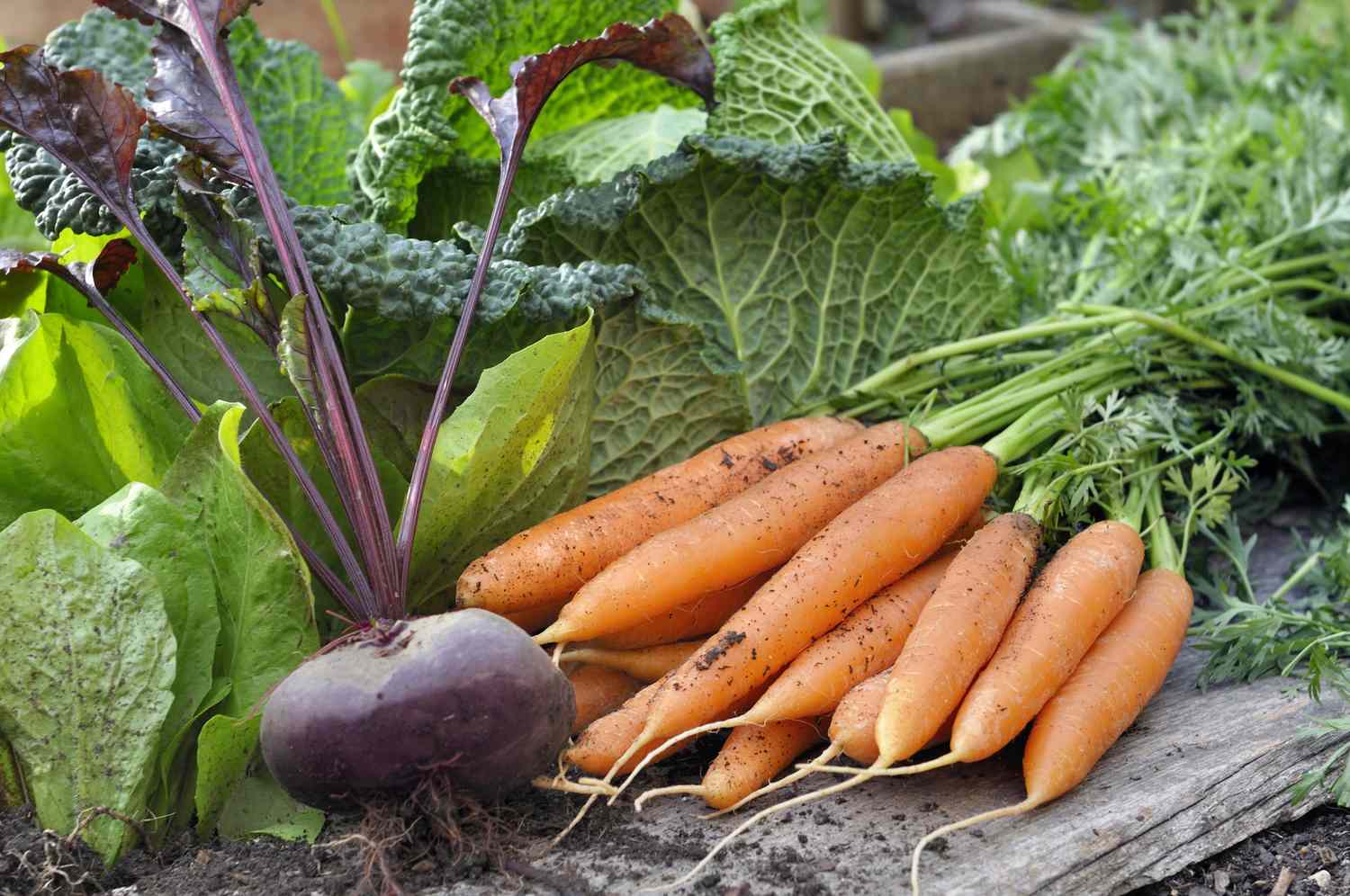 Assorted freshly harvested vegetables with leaves including carrots beetroot and cabbage arranged on a wooden surface