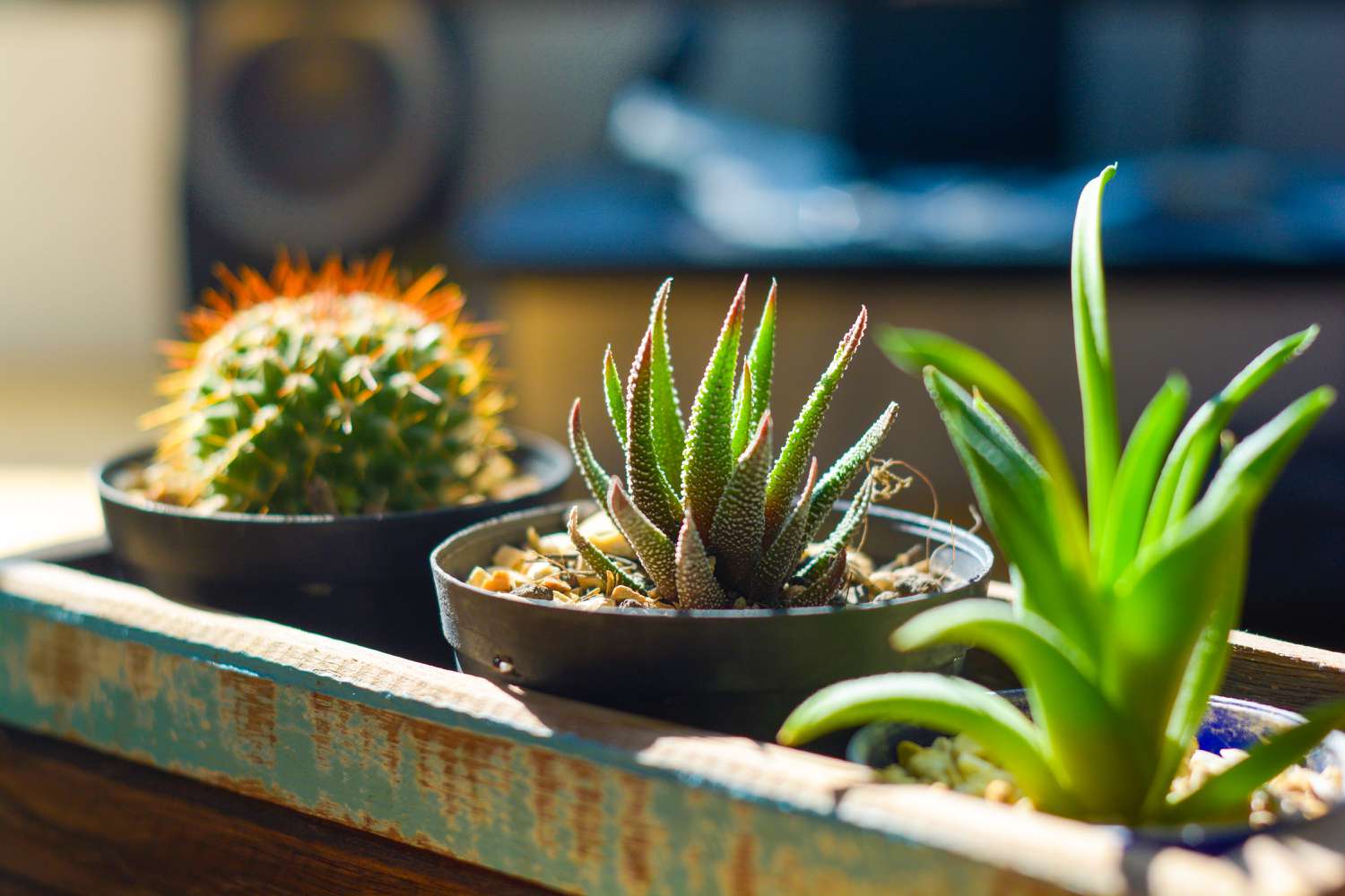 Cacti in window box