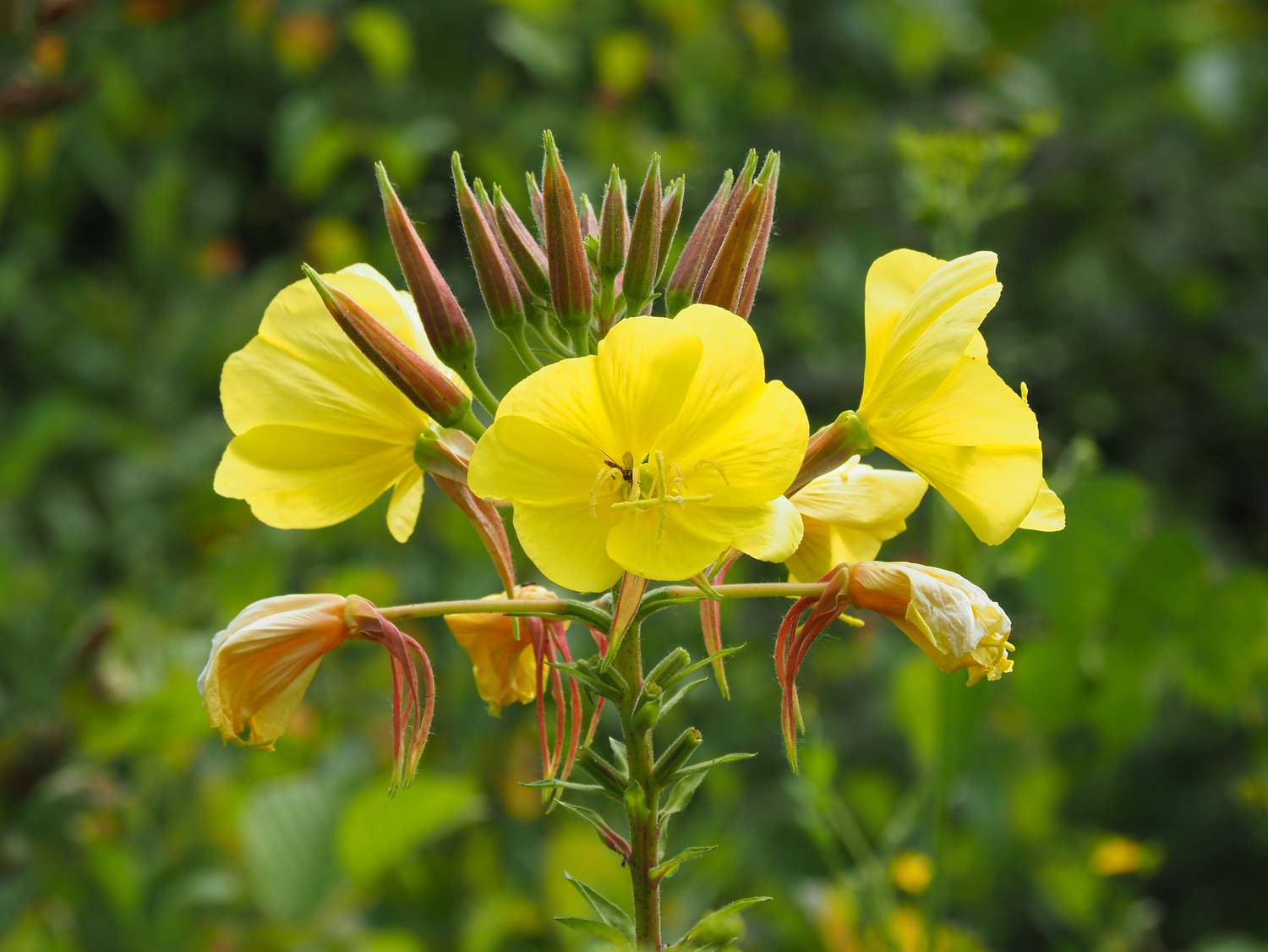 Yellow flowers and buds on an evening primrose plant