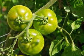 Green tomatoes on the vine