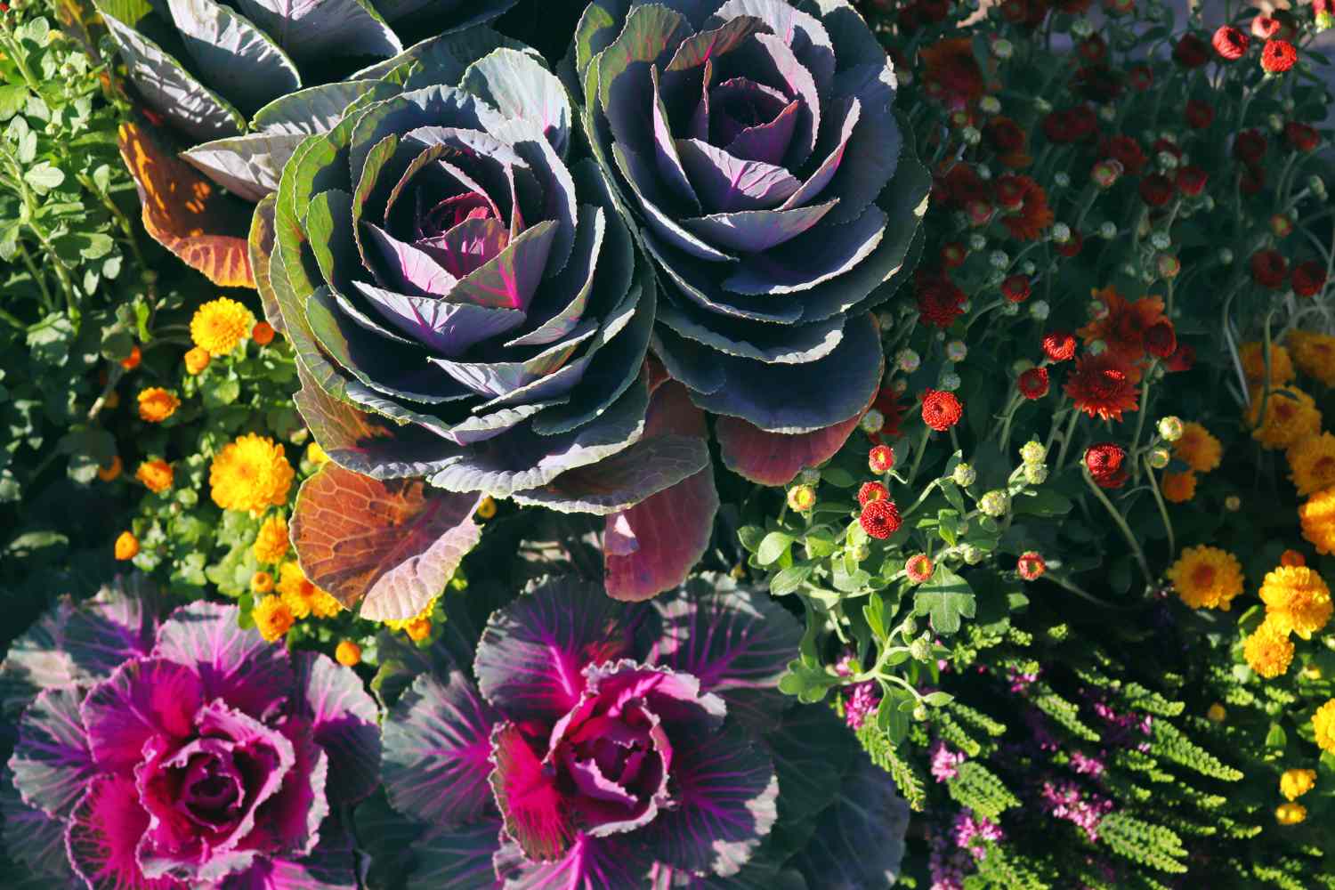 Ornamental cabbage among colorful flowers