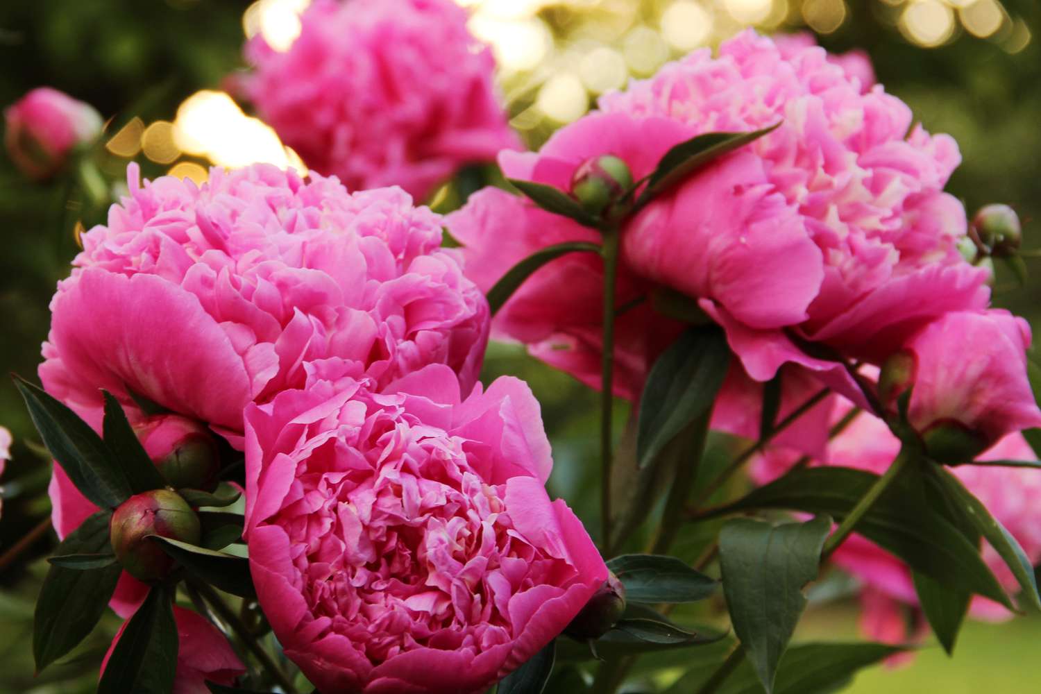 full dark pink peonies against green foliage