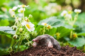 Mole in flower garden