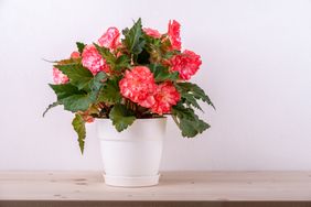 Potted begonia plant on a wooden surface