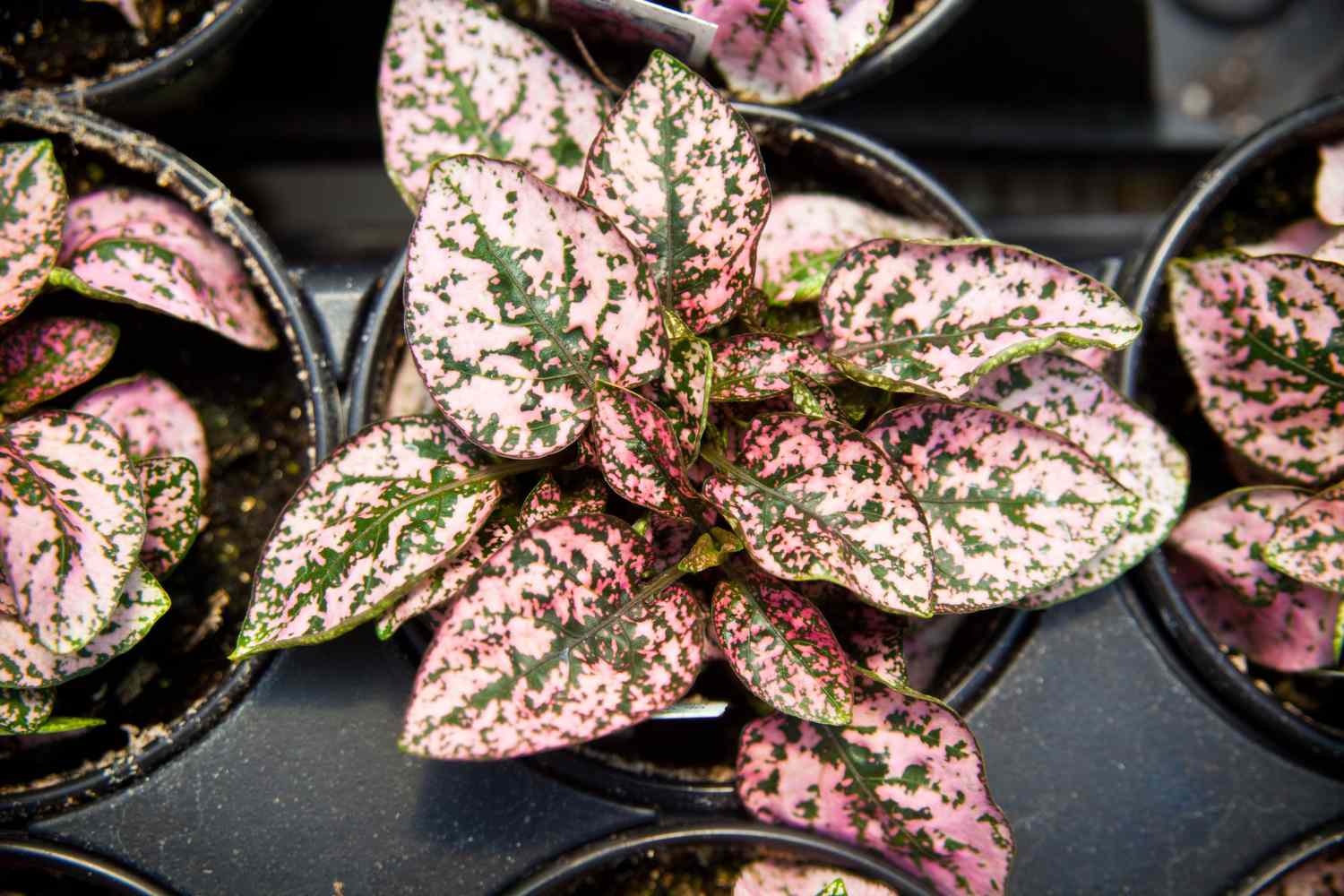 pink and green polka dot plants in black containers