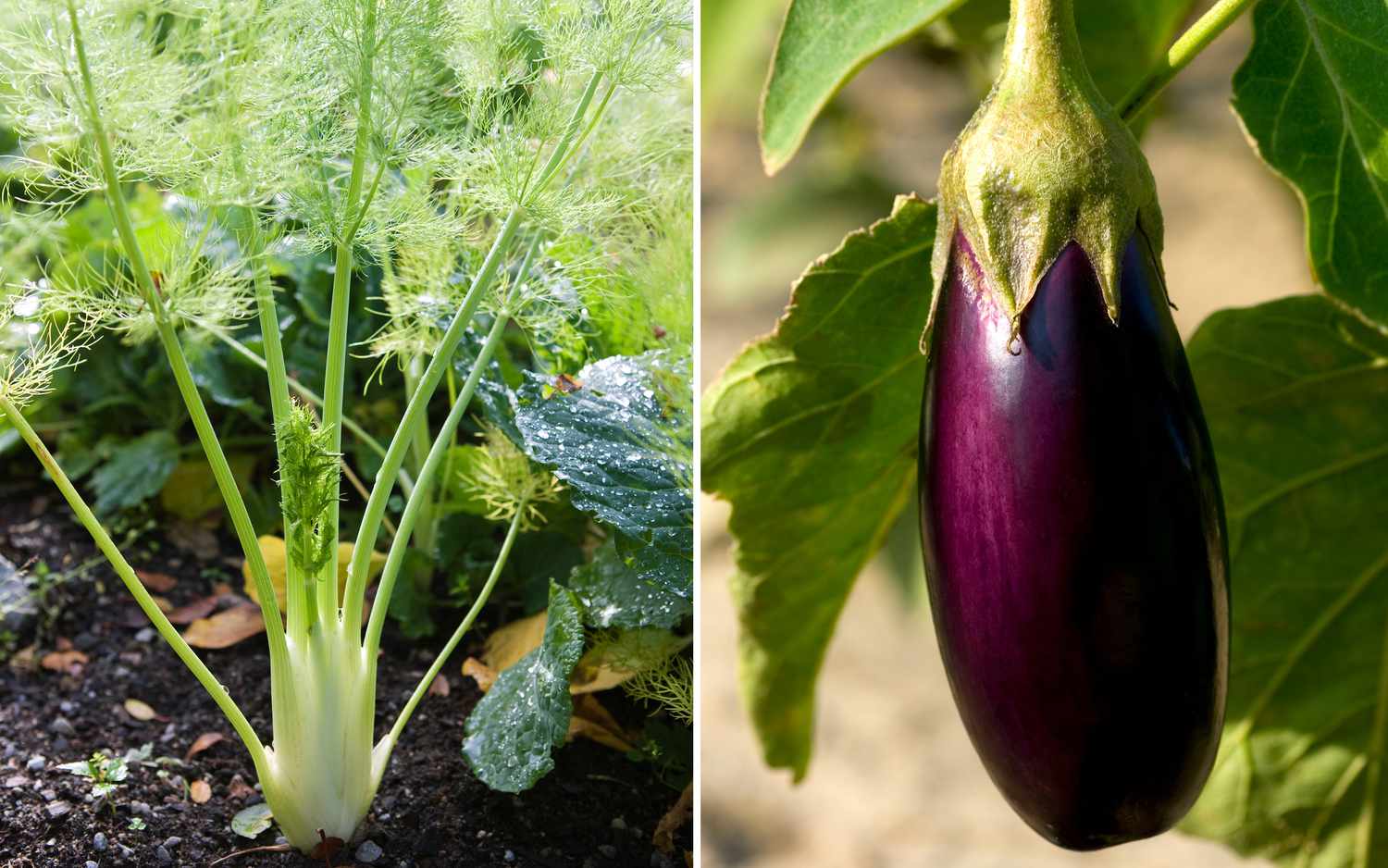 fennel and eggplant growing