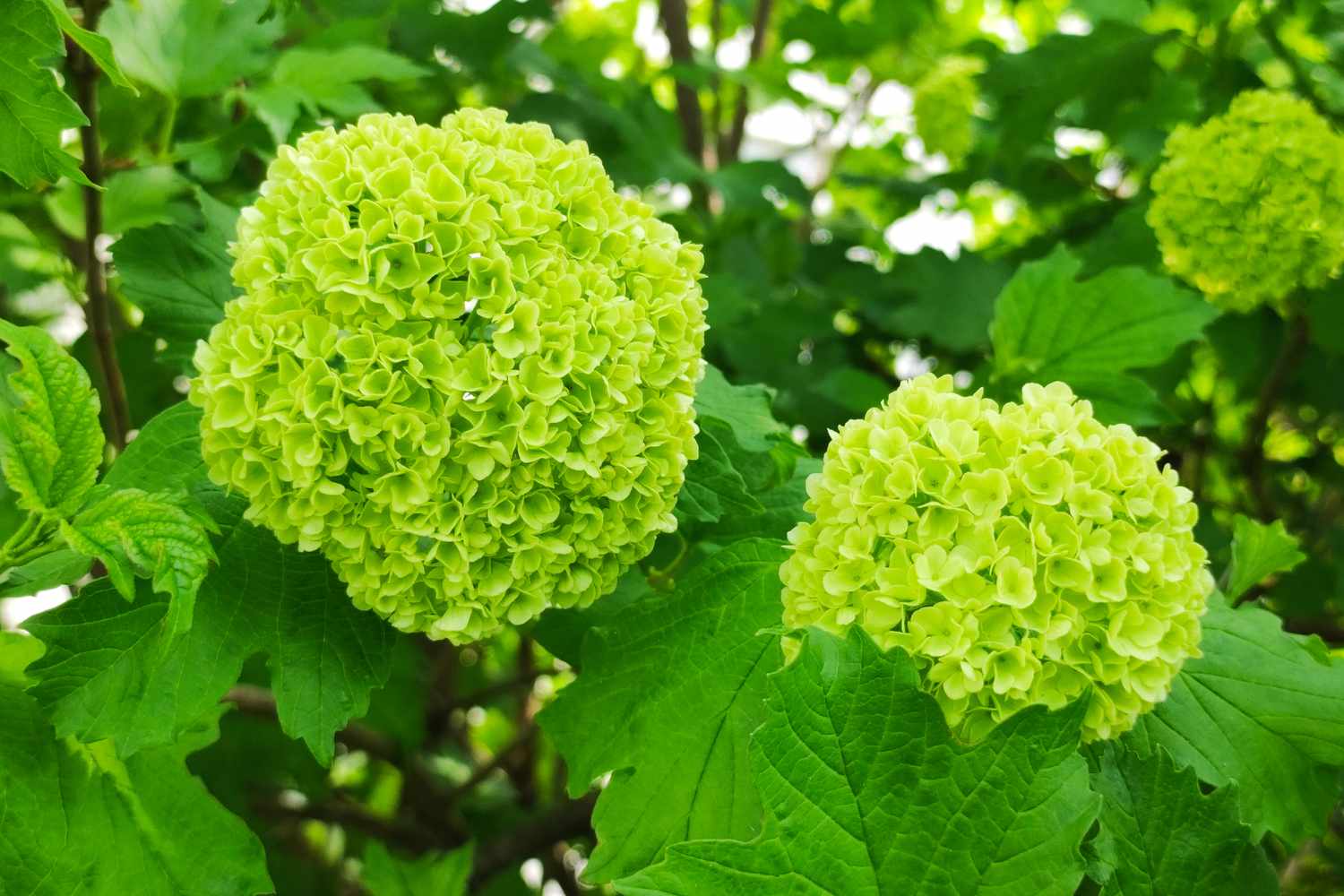 Snowball Bush Viburnum
