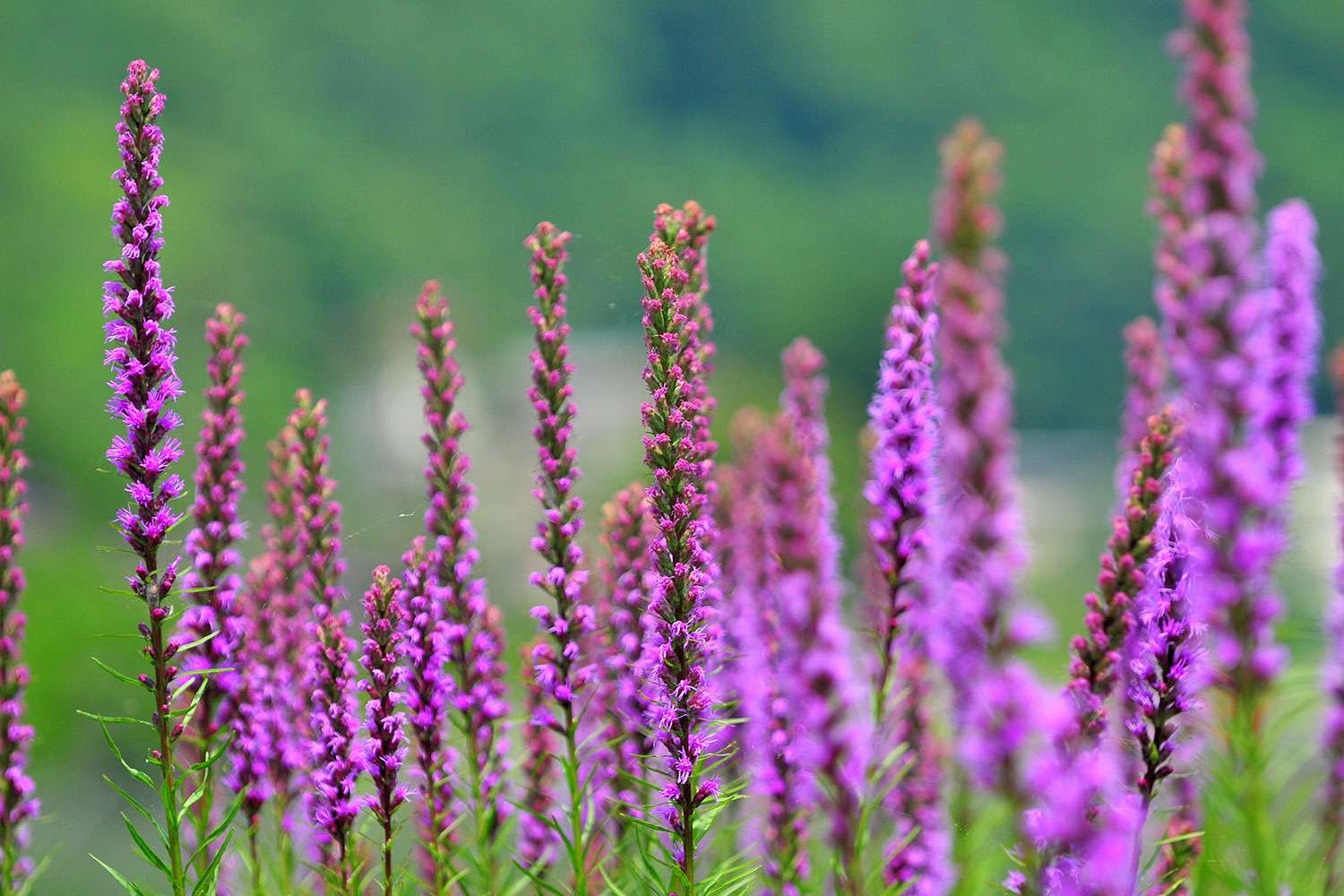 Prairie blazing star