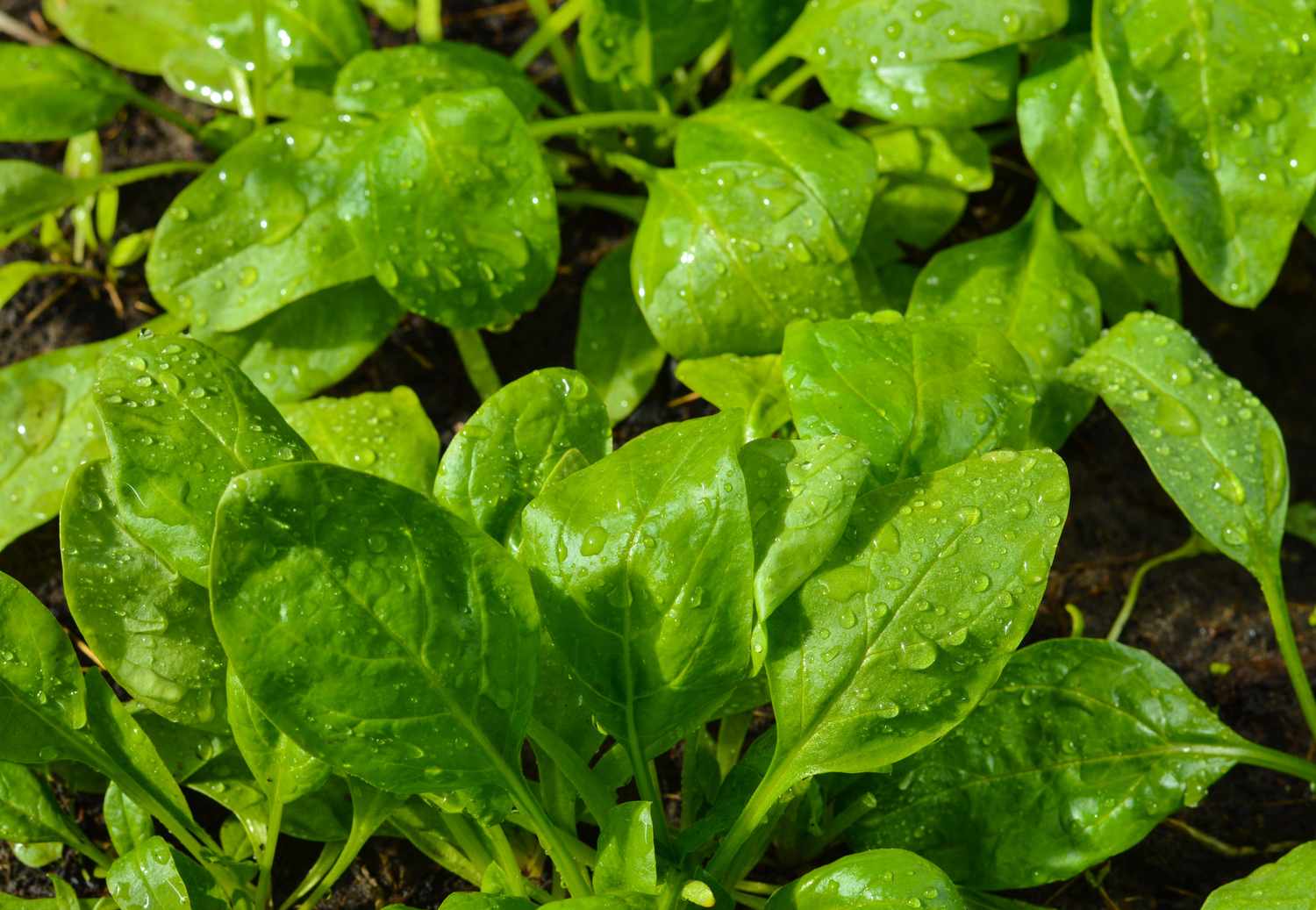 Fresh green leaves growing in a garden covered in water droplets