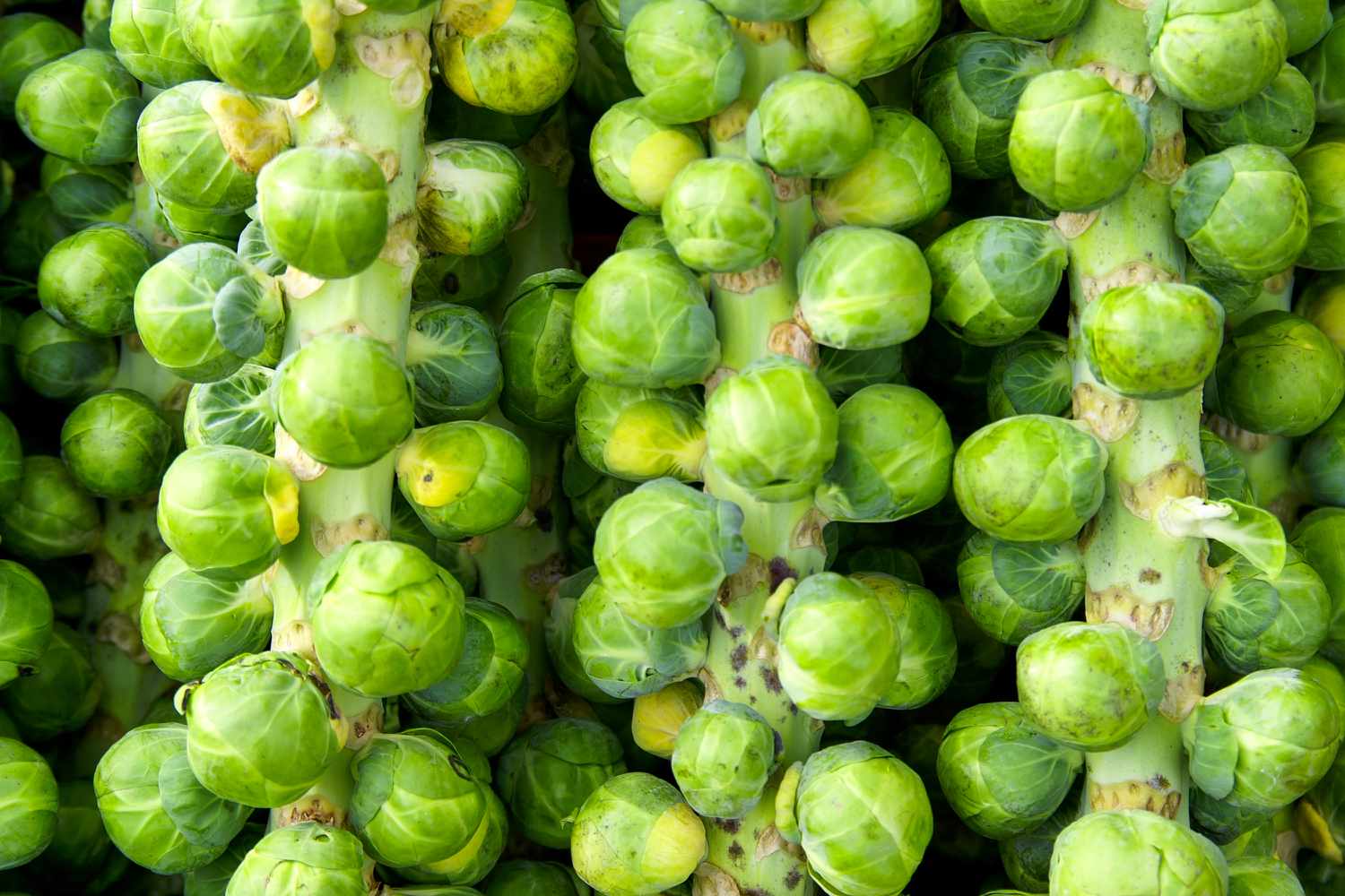 Brussel Sprouts in garden
