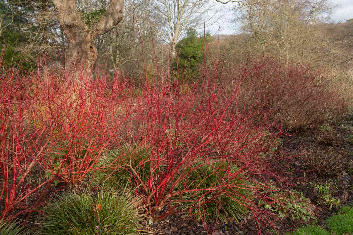 red twig dogwood
