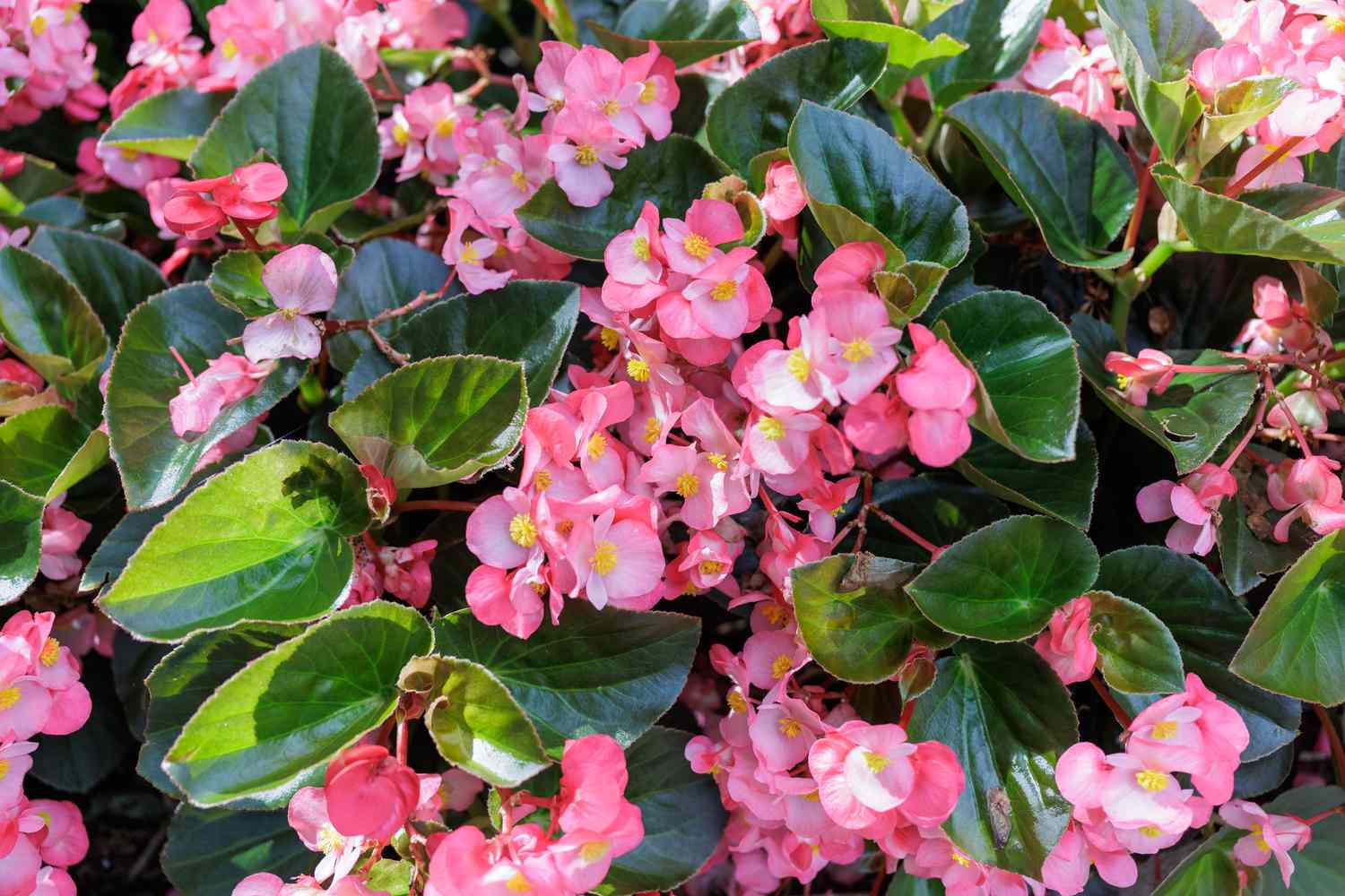 Pink begonias in garden