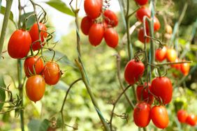 Ripe tomatoes growing on a vine in a garden setting