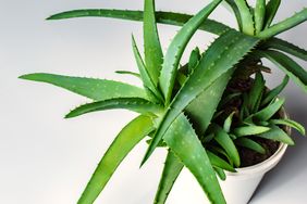 A potted aloe vera plant with several spiky leaves