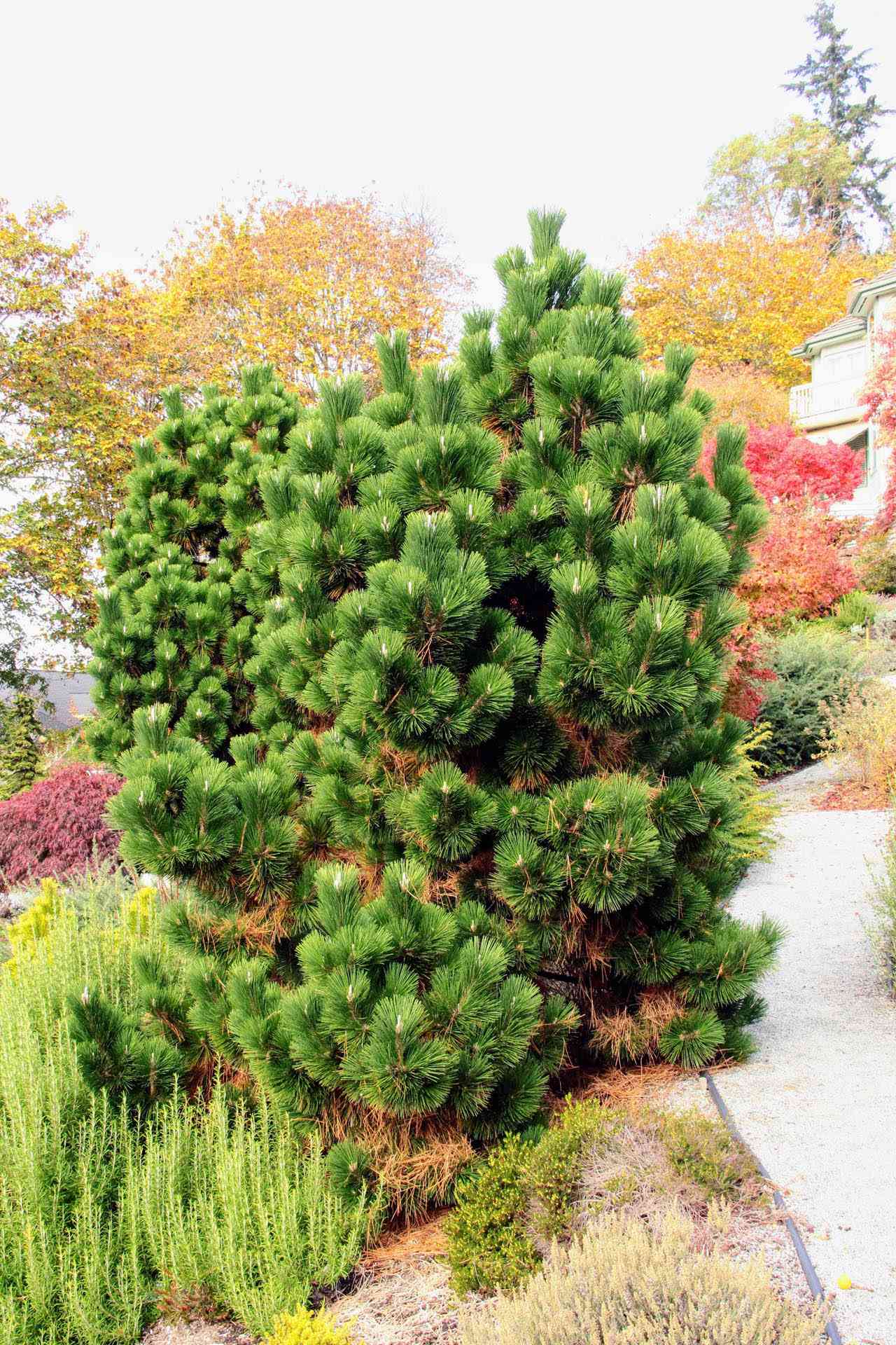 Japanese Pine