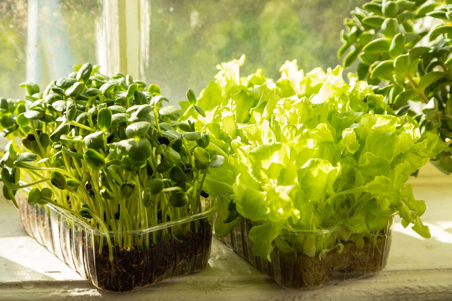 Microgreens and small lettuce plants on a windowsill