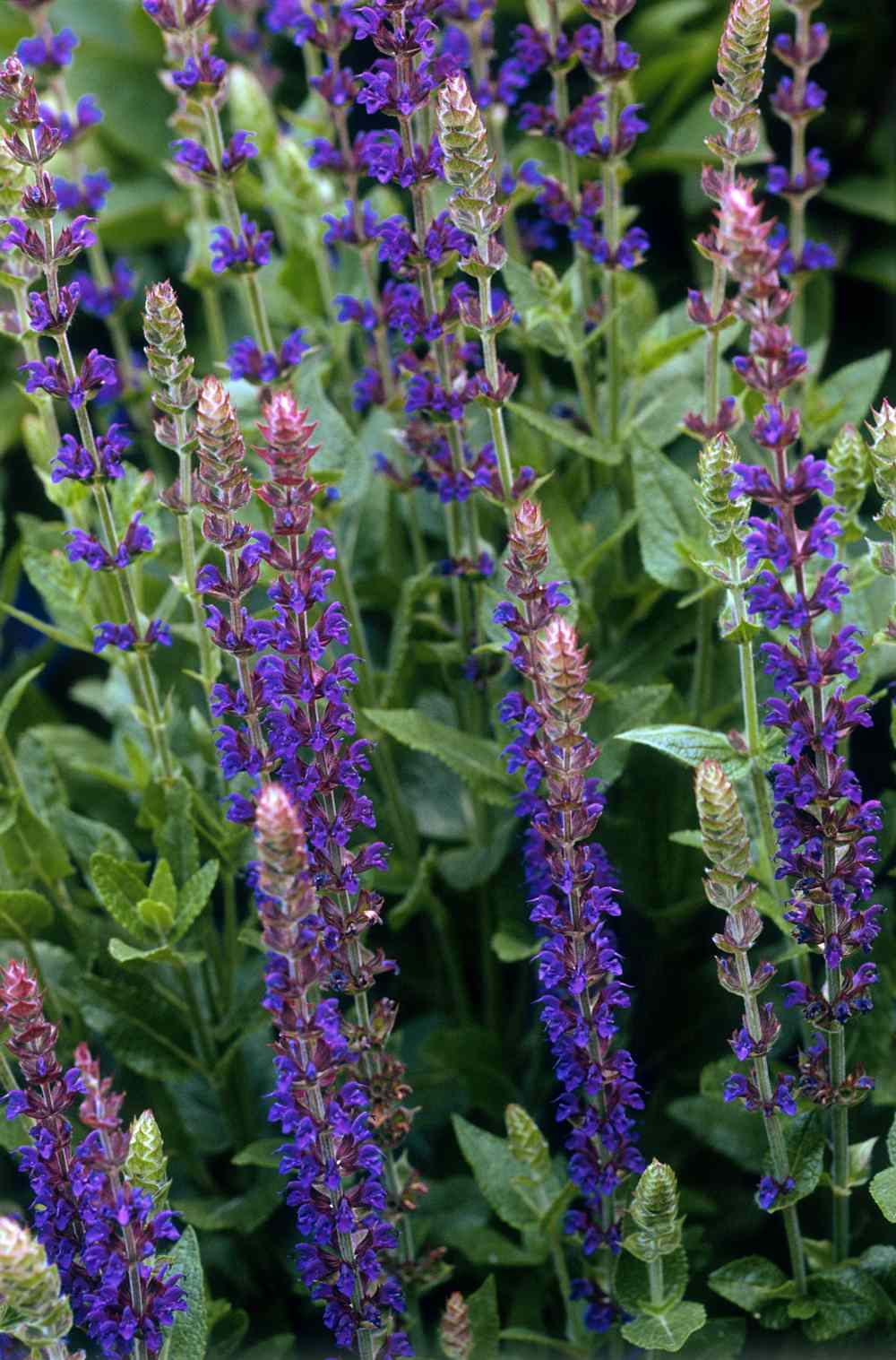 purple salvia flowers