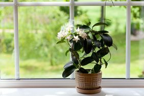 indoor jasmine plant on windowsill