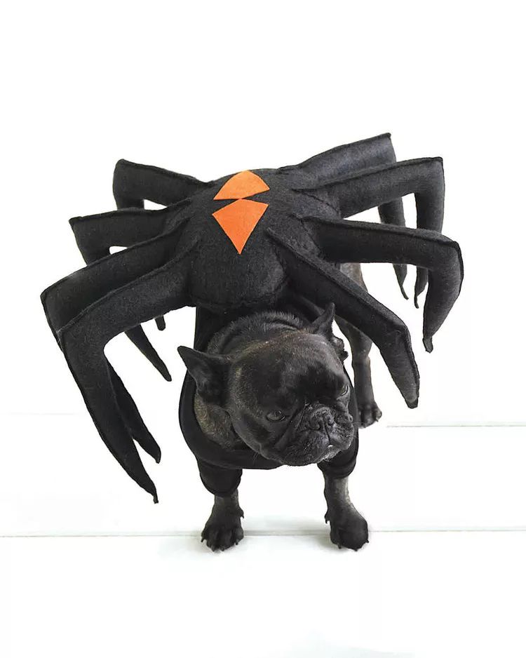 Spider dog costume