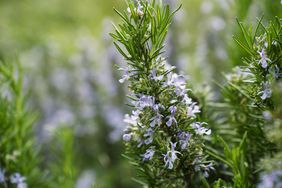 Blossoming rosemary in garden, close-up of plant in garden