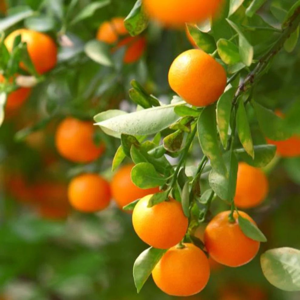 California honey mandarin tree. 