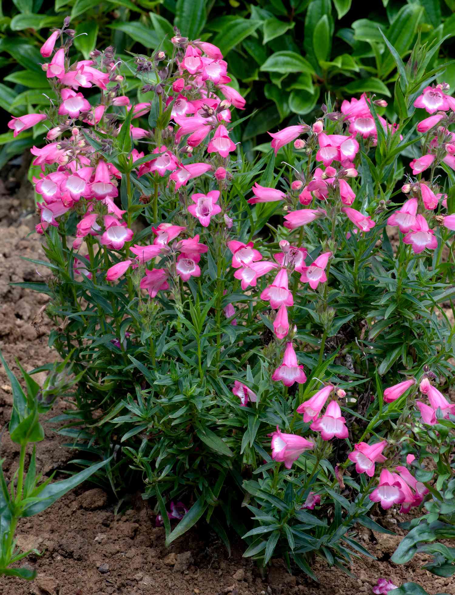 Penstemon Harlequin Pink