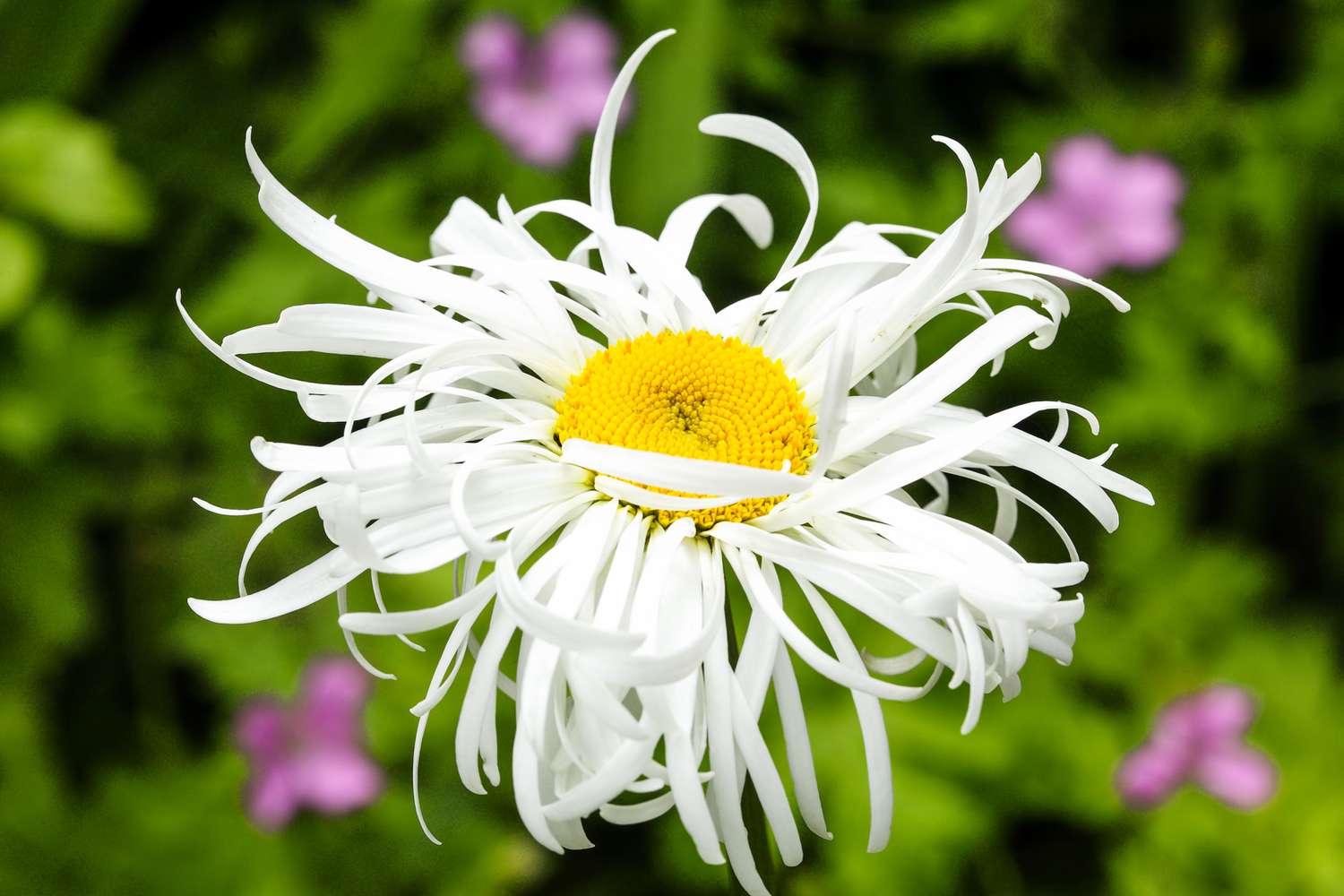 Leucanthemum x Superbum shasta daisy 